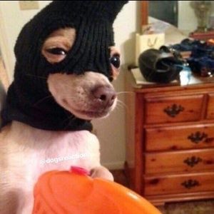 Meet your Posher, Ray